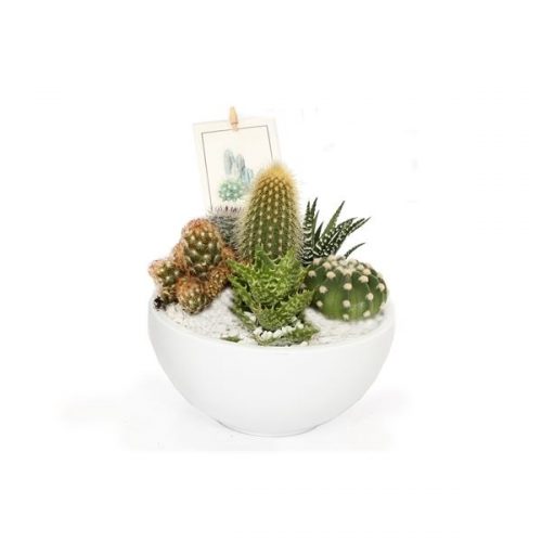 Pr06 beplante cactus schaal met wit