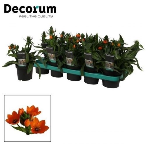 Ornithogalum dubium oranje	 3pp met potcover	-	6	-	Adet
