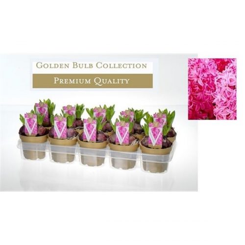 Hyacinthus orientalis pink pearl