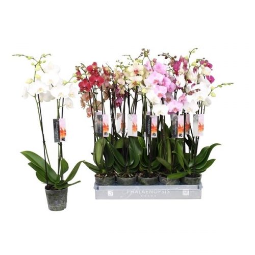 Phalaenopsis mix 6 kleuren