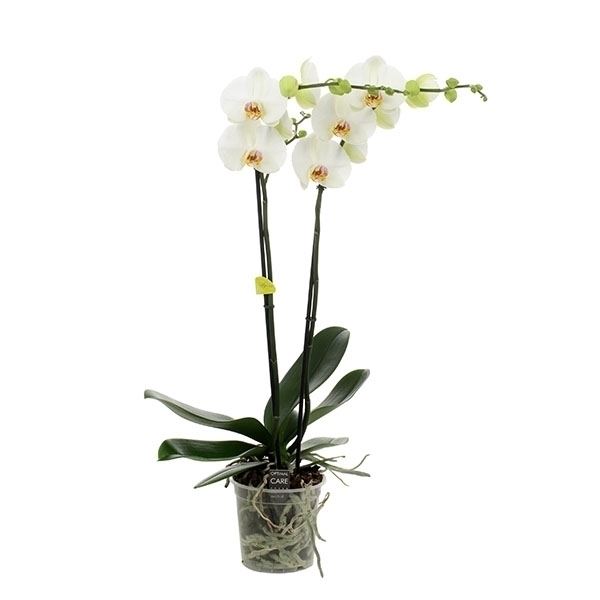 Phalaenopsis bijoux pearl 1 Phalaenopsis bijoux pearl