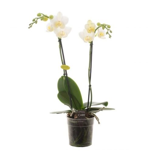 Phalaenopsis multiflora hikari