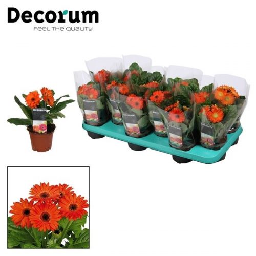 Gerbera oranje