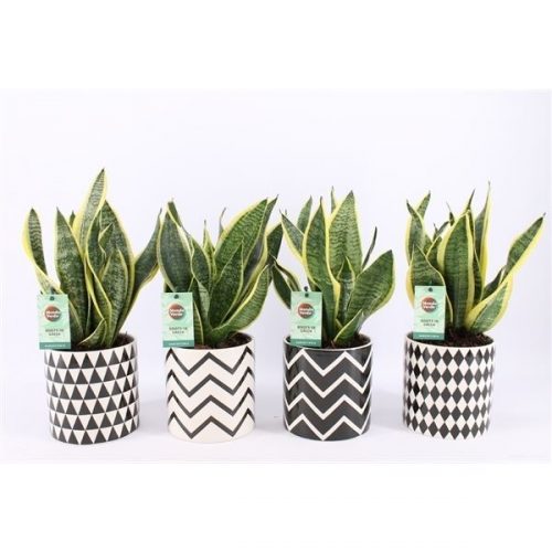 Sansevieria trifasciata futura superba