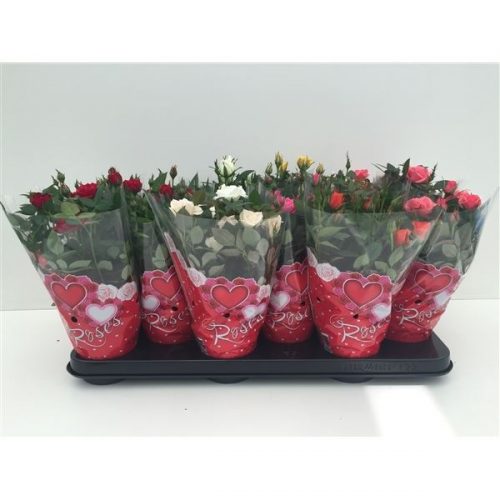 Rosa star roses mix love