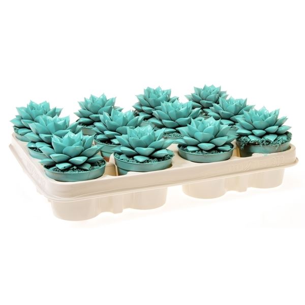 Echeveria rainbow purper mint 1 Echeveria rainbow purper mint