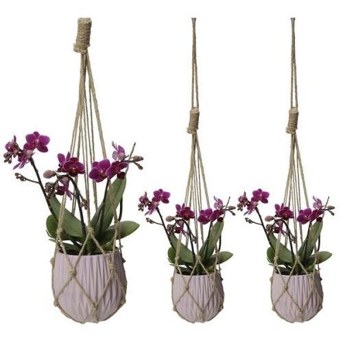 Phalaenopsis multiflora kolibri paars 13968vi