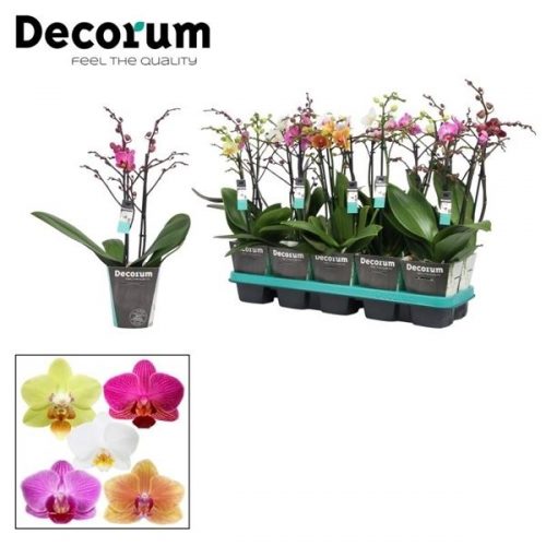 Phalaenopsis multiflora mix		-	4	-	Adet
