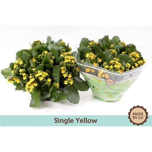 Kalanchoe geel calanday