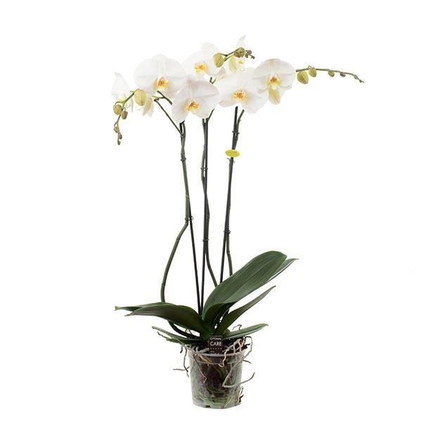Phalaenopsis yuki angel 1 Phalaenopsis yuki angel