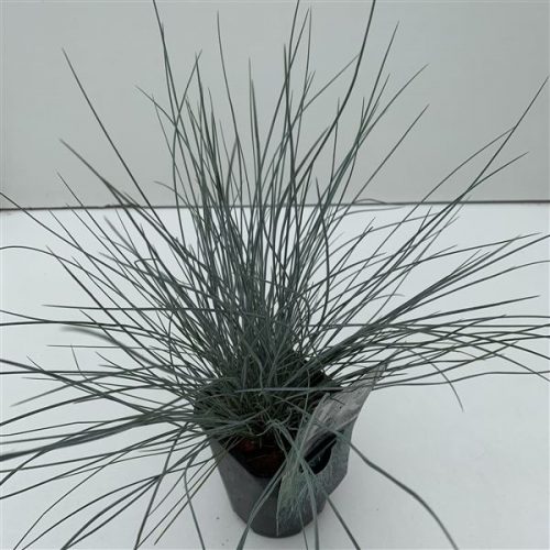 Festuca elijah blauw