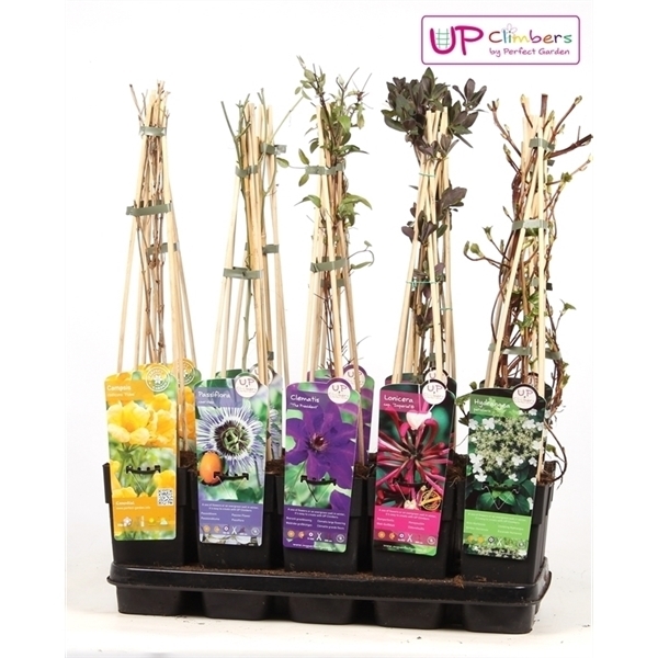 Klimplanten mix laag compleet 1 Klimplanten mix laag compleet