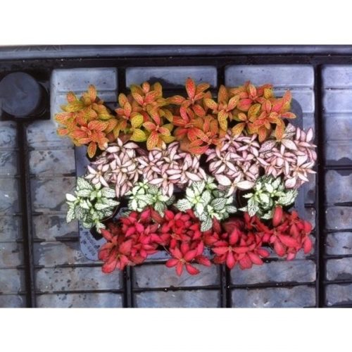 Fittonia mix