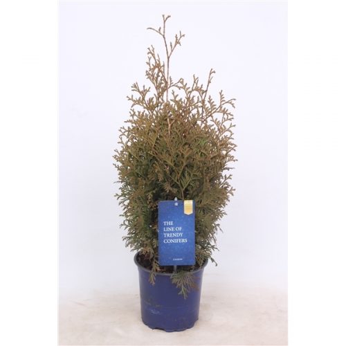 Thuja holmstrup