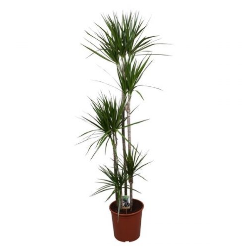 Dracaena marginata 120/90/60/30/15