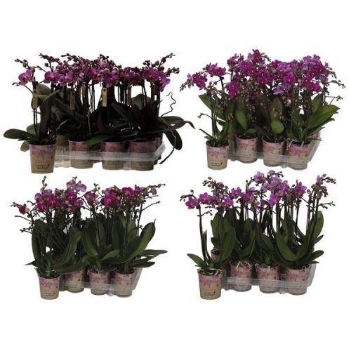 Phalaenopsis multiflora kolibri paars