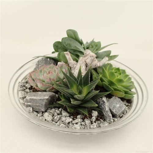 Ctcr-2051 cactus en succulent creat	-	2	-	Adet