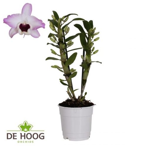 Dendrobium nobile dark eye