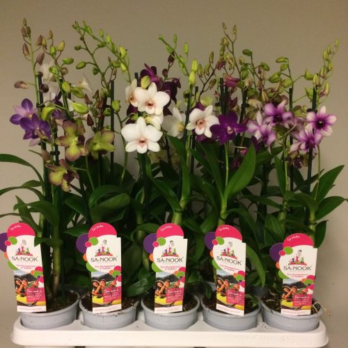Dendrobium sa-nook mix