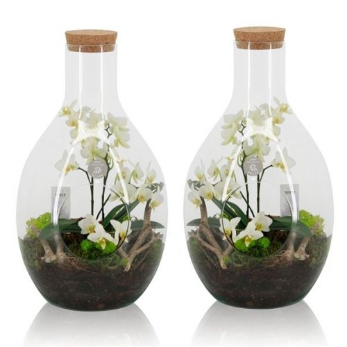Phalaenopsis wit