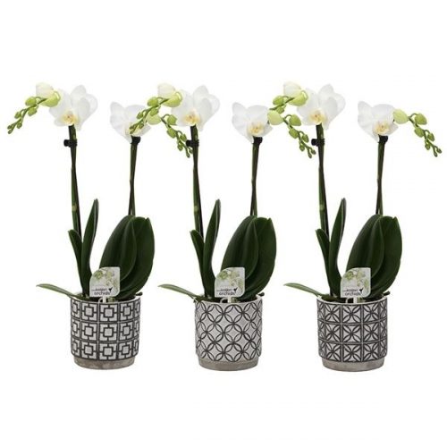 Phalaenopsis multifloratypes wit 12410bl