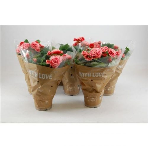 Begonia elatior du. borias