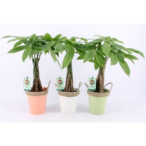 Pachira aquatica