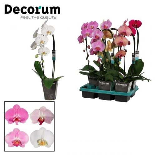 Phalaenopsis mix cascade pc1tmdru
