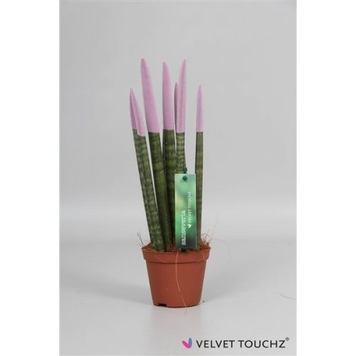 Sansevieria cylindrica spaghetti velvet svt09zk27