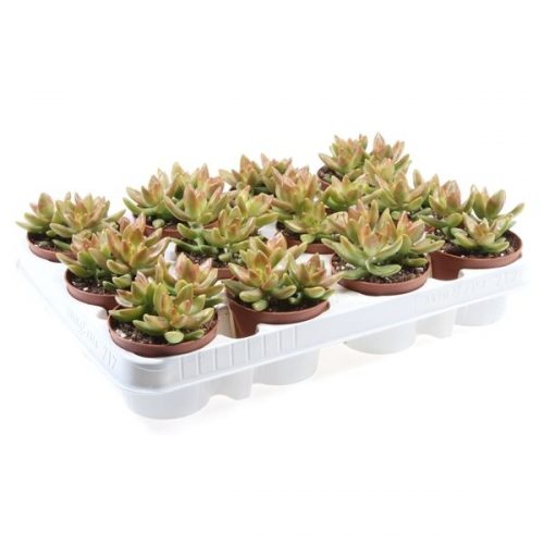 Sedum nussbaumerianum su8019
