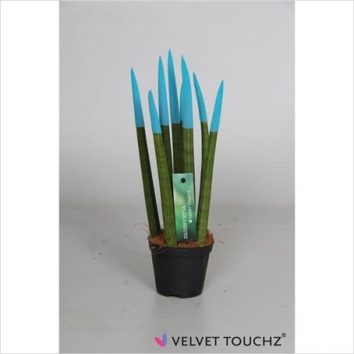 Sansevieria cylindrica spaghetti velvet svt09zk12
