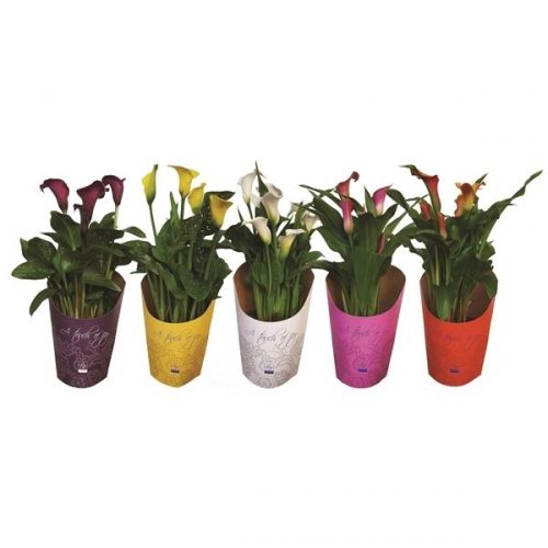 Zantedeschia mix