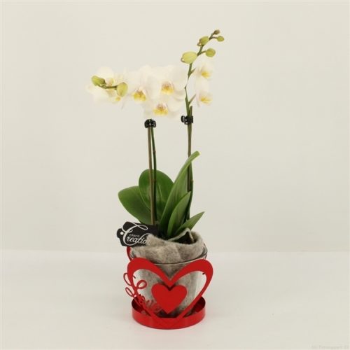 Phalrm-2015w romantic phalaenopsis	-	6	-	Adet