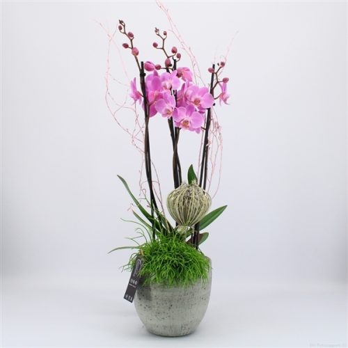Phal-2002rz phalaenopsis creatie	-	3	-	Adet