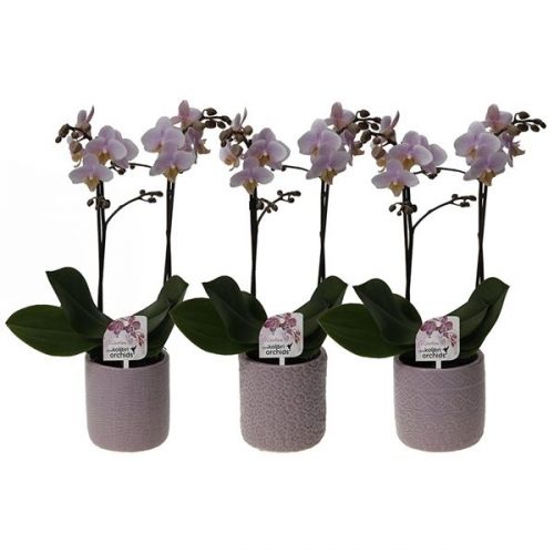 Phalaenopsis multiflora kolibri roze 12330pi