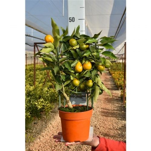 Citrus orangequat trellis