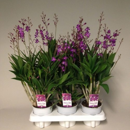 Dendrobium berry oda