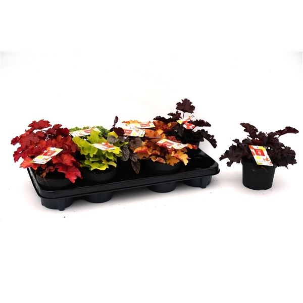 Heuchera indian summer mix tray 1 Heuchera indian summer mix tray