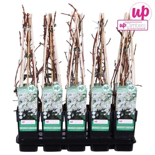 Hydrangea petiolaris