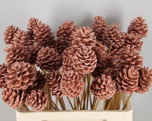 Stick Pine Cone  Wax Caramel - Dennenappel h%