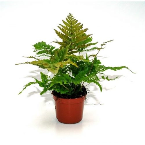 Dryopteris erythrosora