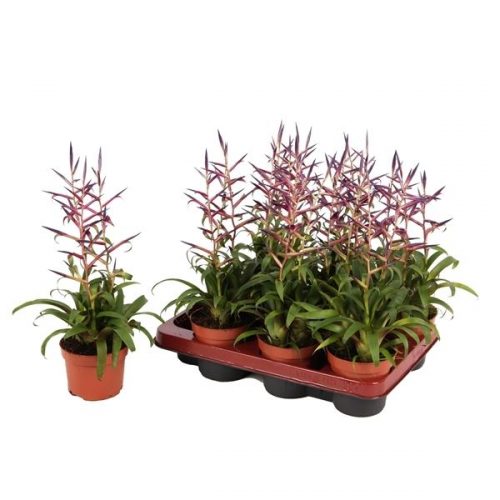 Tillandsia leiboldiana mora