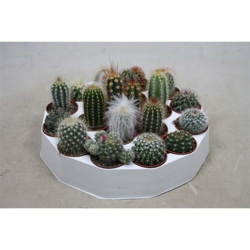 Cactus mix