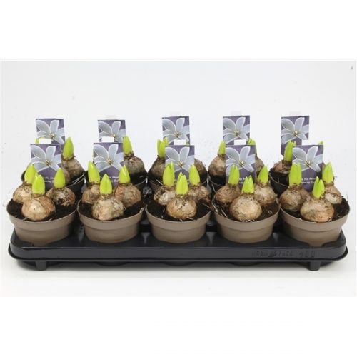 Hyacinthus orientalis white pearl