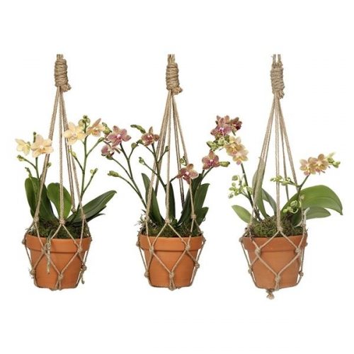 Phalaenopsis mulitflora kolibri mix 12botanm