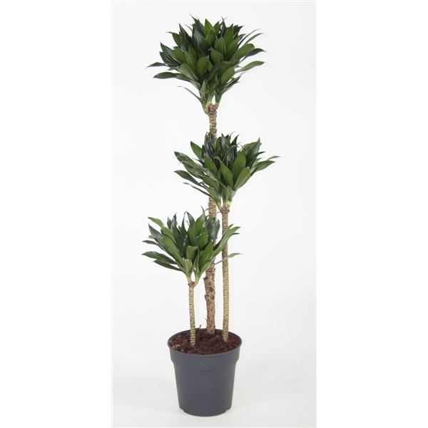 Dracaena fragr. compacta 1 Dracaena fragr. compacta