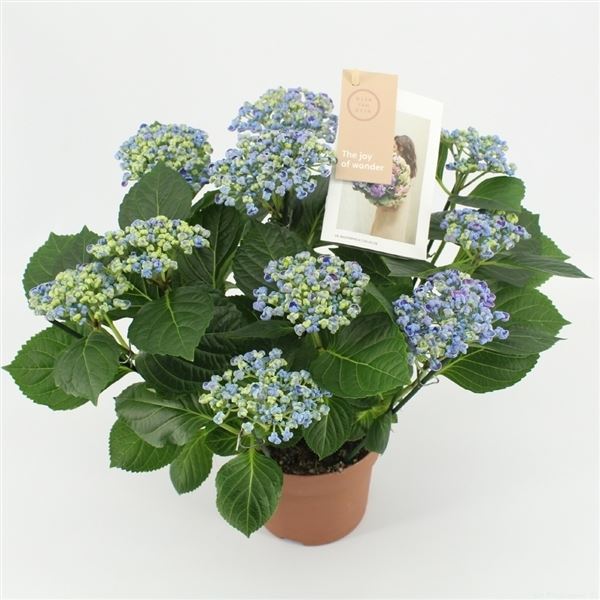 Hydrangea macr. curly wurly blue