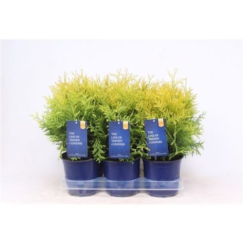 Thuja golden globe