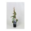 Clematis tetrarose 2