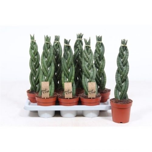Sanseveria twister
